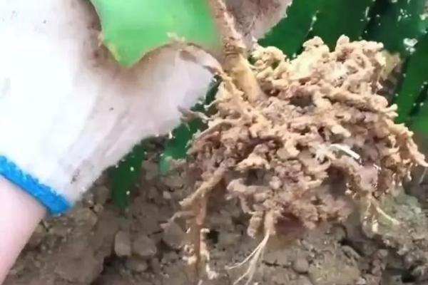 家里种火龙果影响风水
