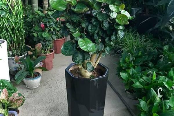 办公场所摆放植物的风水讲究