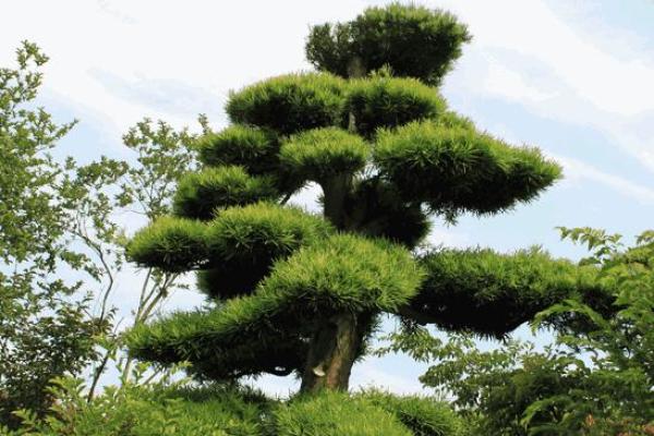 四大镇宅之树是哪四款风水树