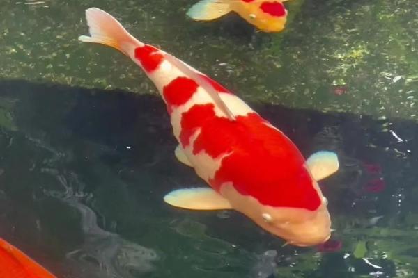 锦鲤鱼混养风水