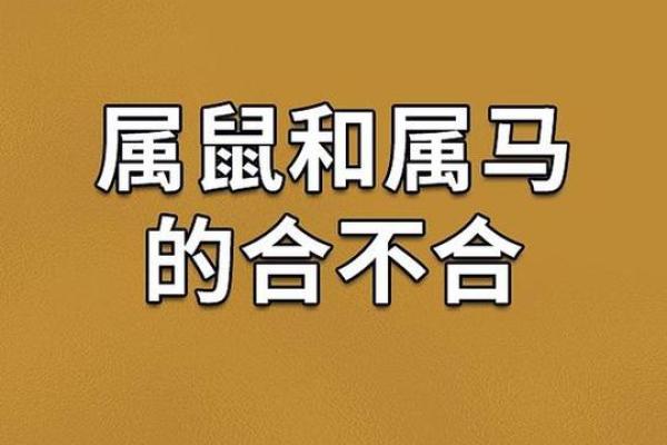 属鼠和什么属相最配对 属鼠和什么属相相冲