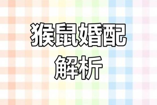 属鼠O血型的人性格与事业姻缘
