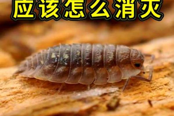 家里风水_家里突然出现多个潮虫是什么征兆