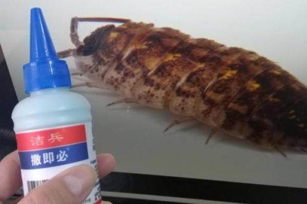 家里风水_家里突然出现多个潮虫是什么征兆