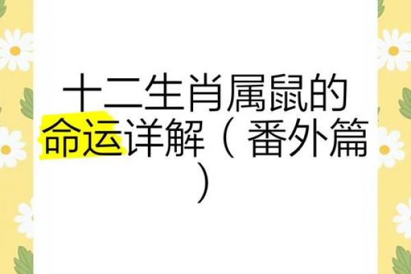 属鼠的血型和性格命运