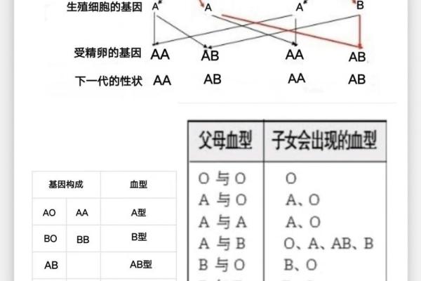 血型各国比例分析