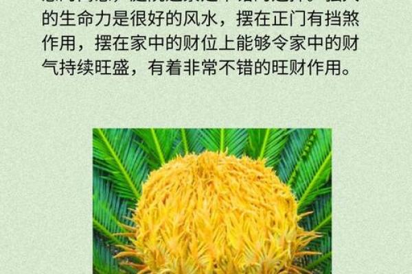 风水上铁树开花的意思
