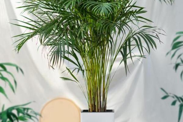 房子西边适合种什么植物风水好