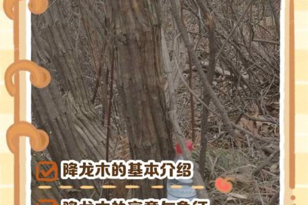 降龙木镇宅最佳方位  降龙木辟邪放哪里