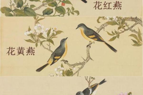 专挑富贵人家筑巢，燕子真的会看风水？