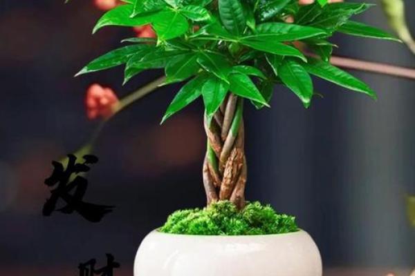 发财树风水摆放位置