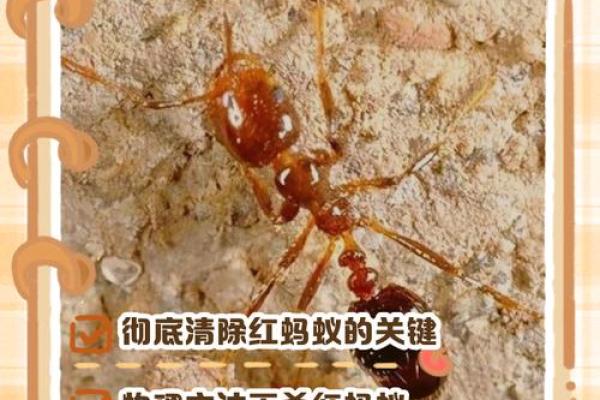 家里有蚂蚁风水上预示什么