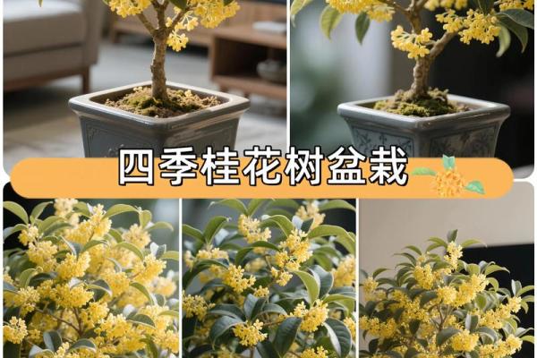 四季如春屋前种什么树最旺风水讲究