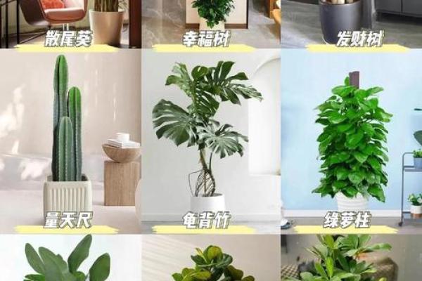 风水学用什么植物打扫房子