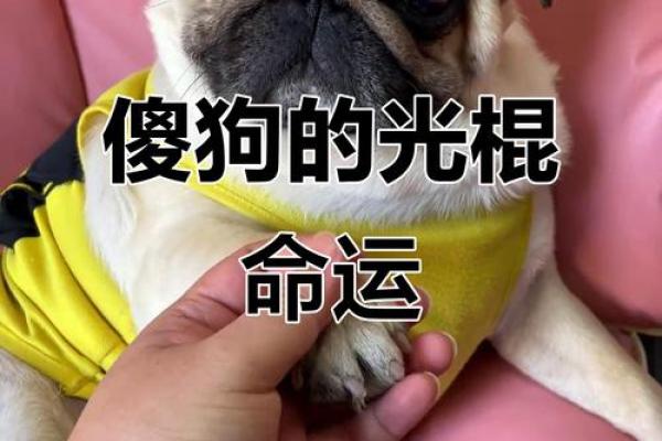 算命先生算狗在哪看